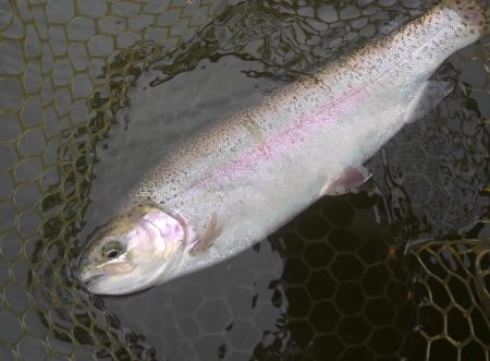 大安トラウトレイク 釣果